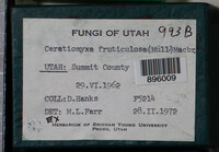 Ceratiomyxa fruticulosa var. fruticulosa image